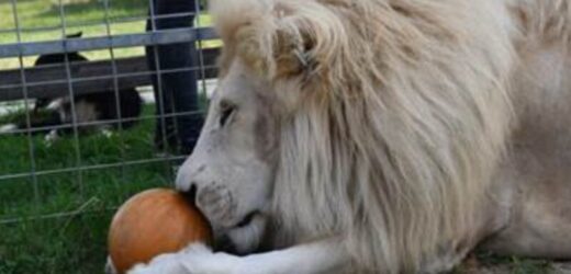 Dall’Amore per gli Animali uno Zoo pensato per il loro Benessere.